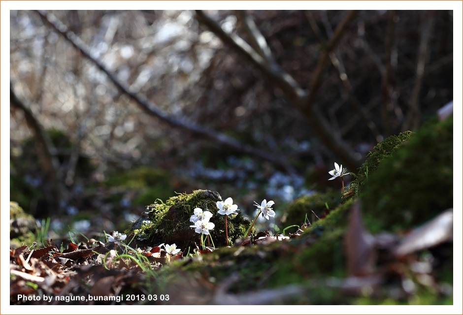 변산바람꽃36.JPG