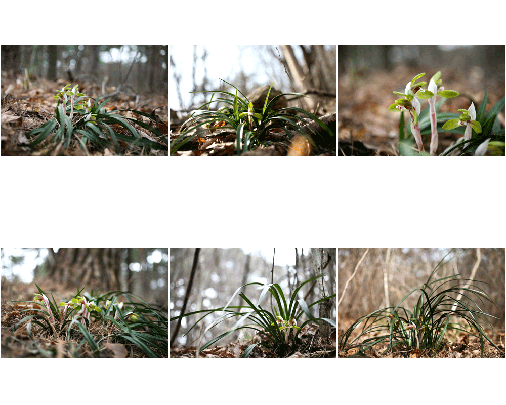 ContactSheet-002.gif