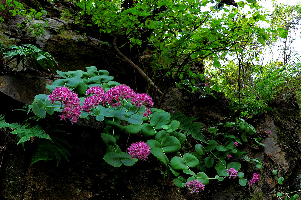 DSC_9455.jpg