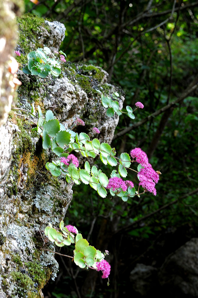 DSC_9721.jpg