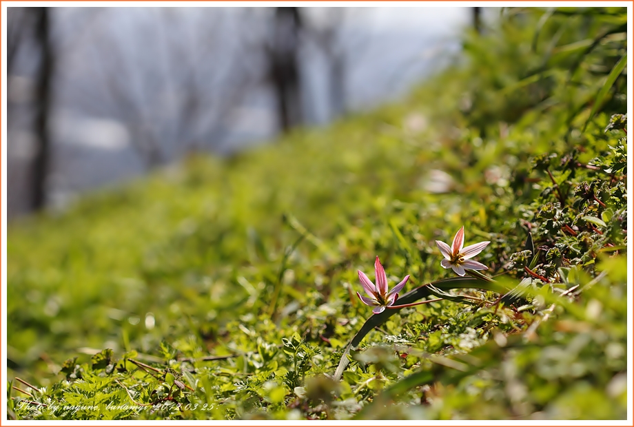 산자고 (12).JPG