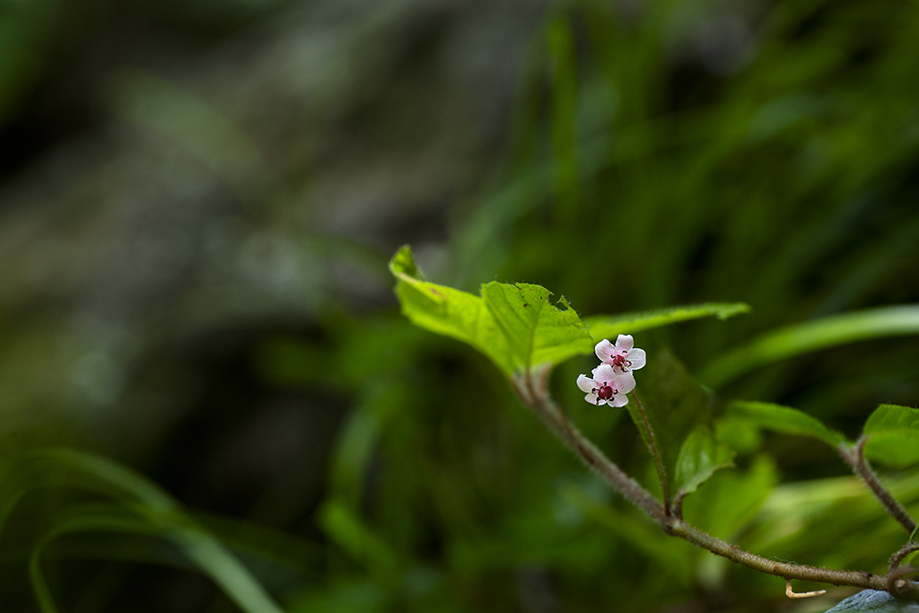 산호수_5570.jpg