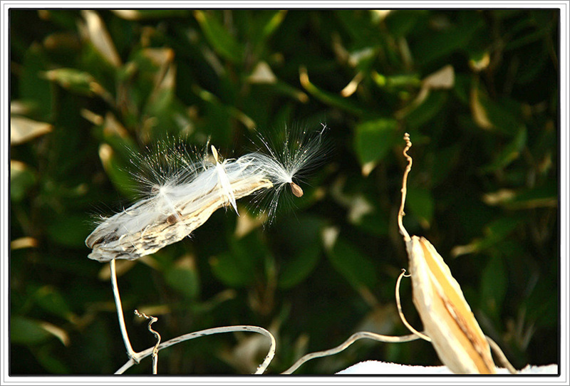 IMG_2969박주가리-1.jpg