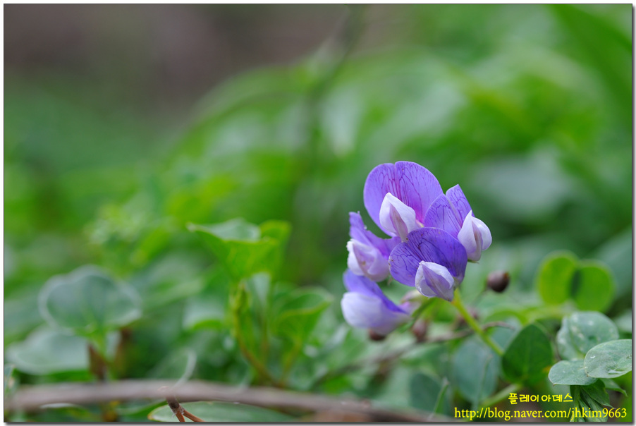 DSC_1242.jpg