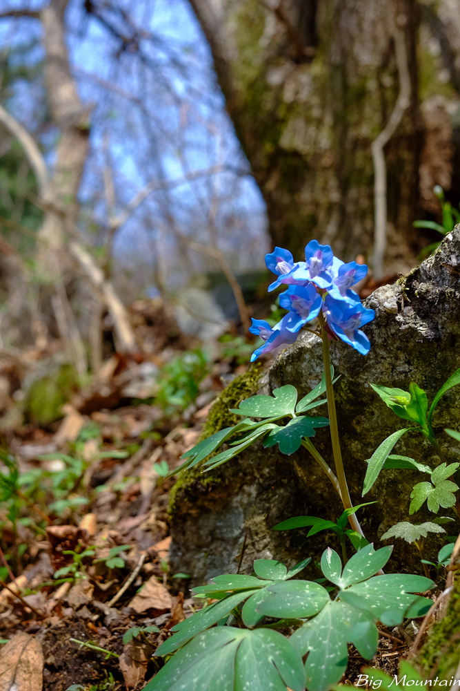 DSCF1511.jpg