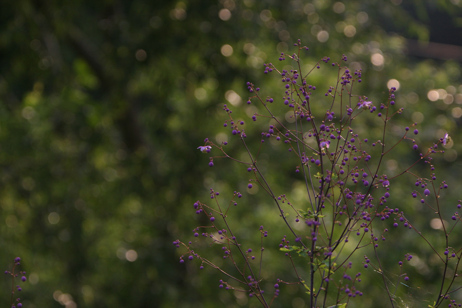 20090721 152.jpg