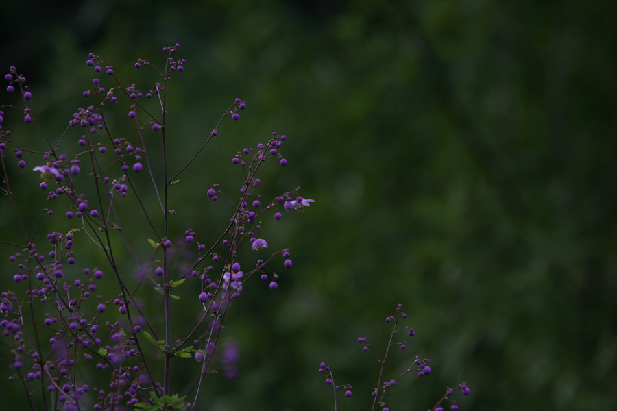20090721 014.jpg