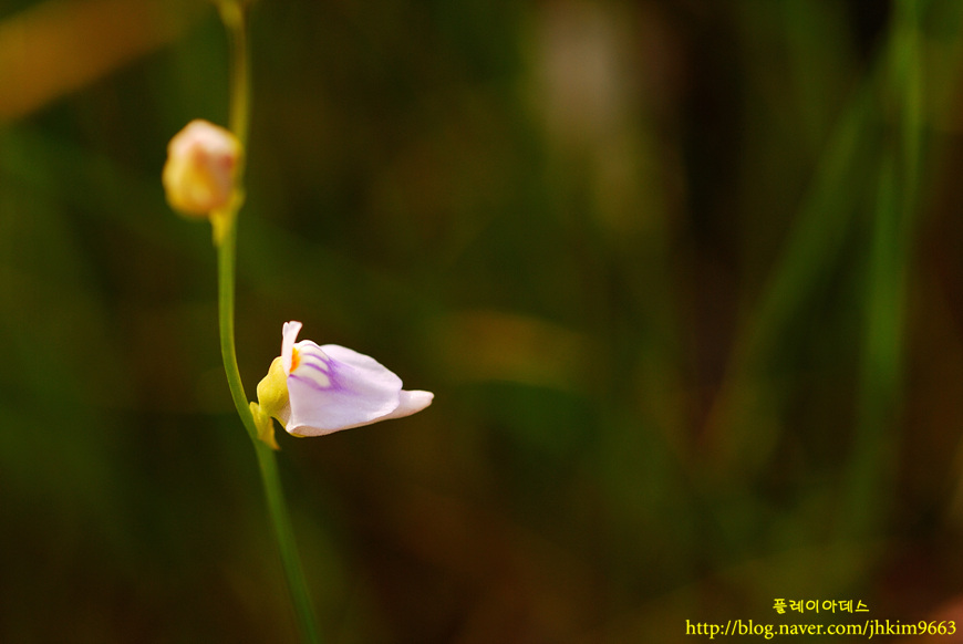 DSC_1307.jpg