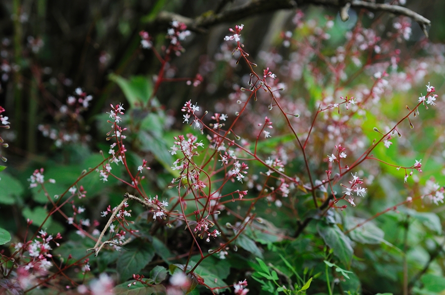 DSC_7271.JPG