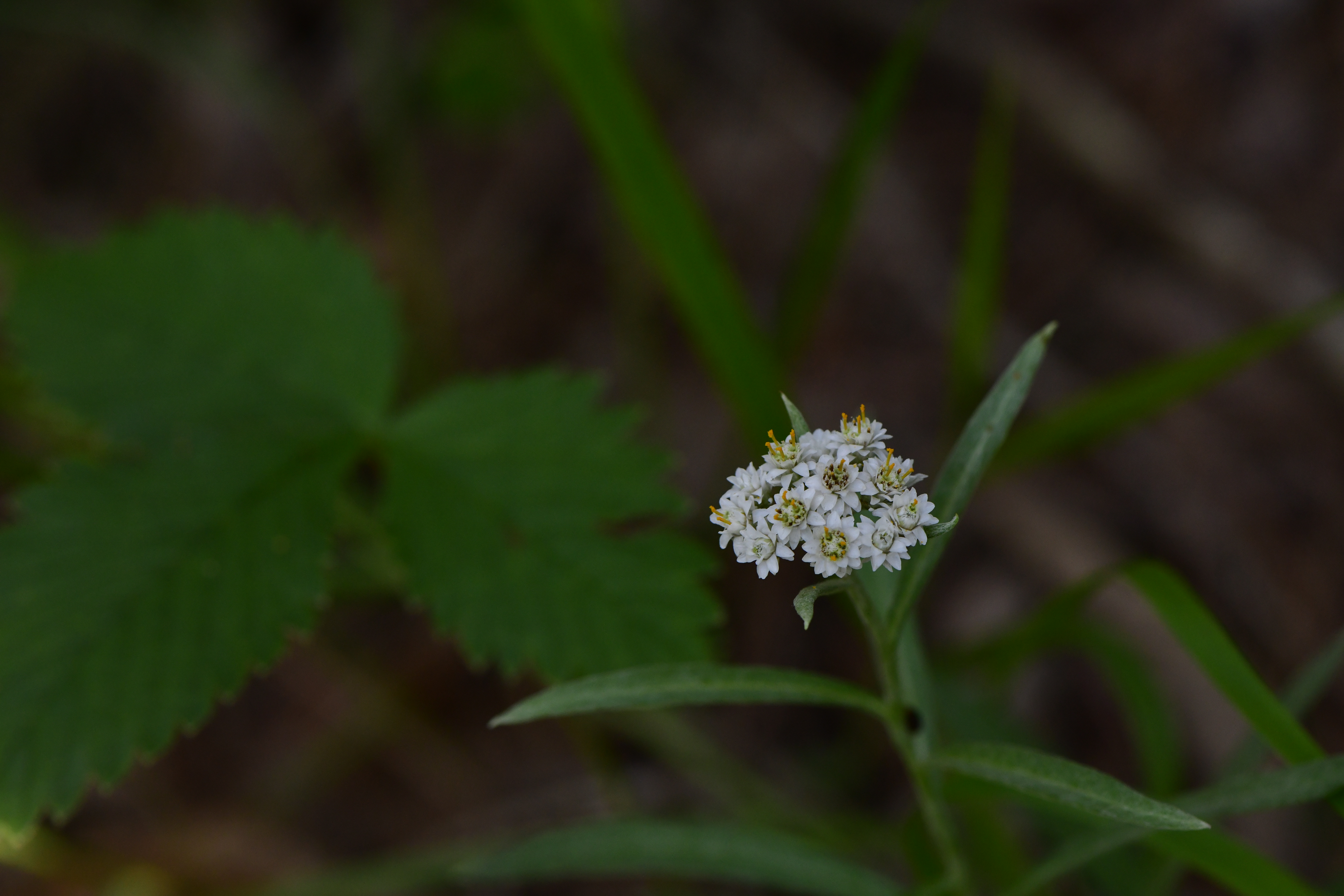 _DSC5173.JPG