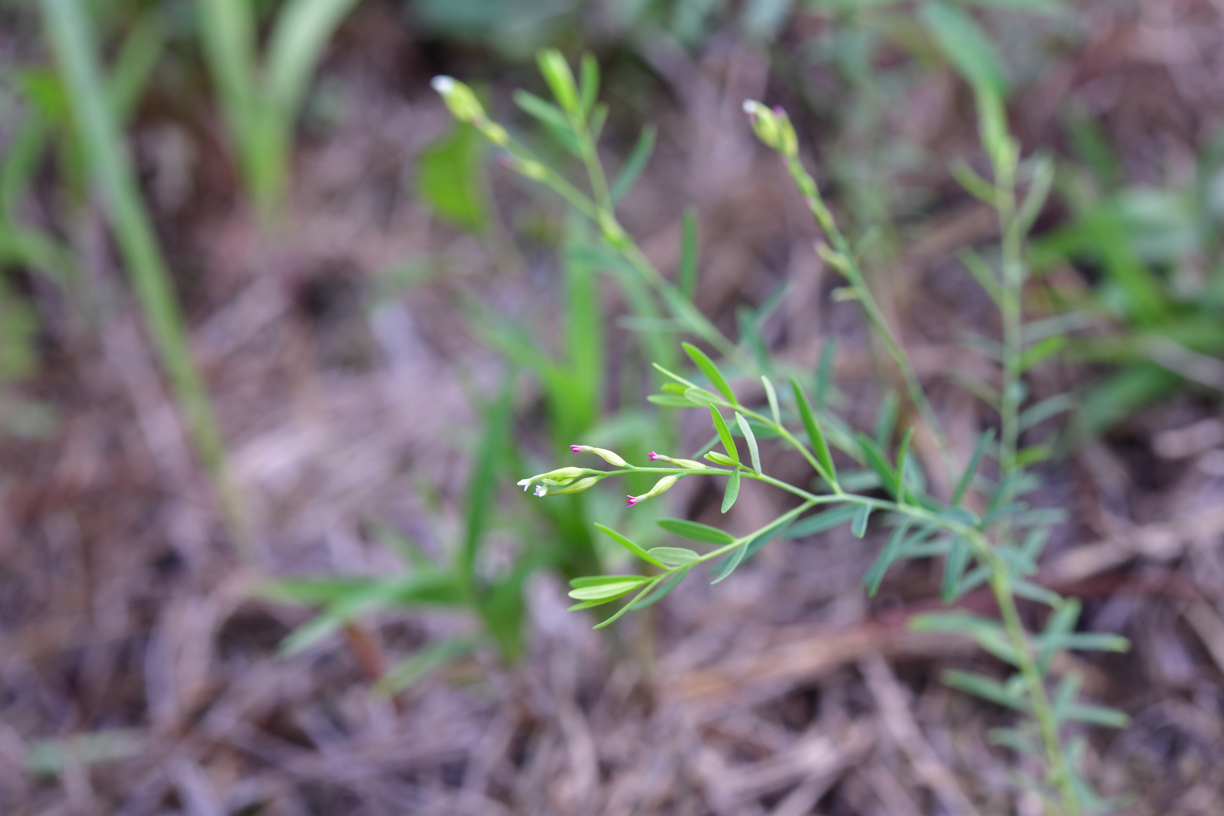 DSC_2762.JPG