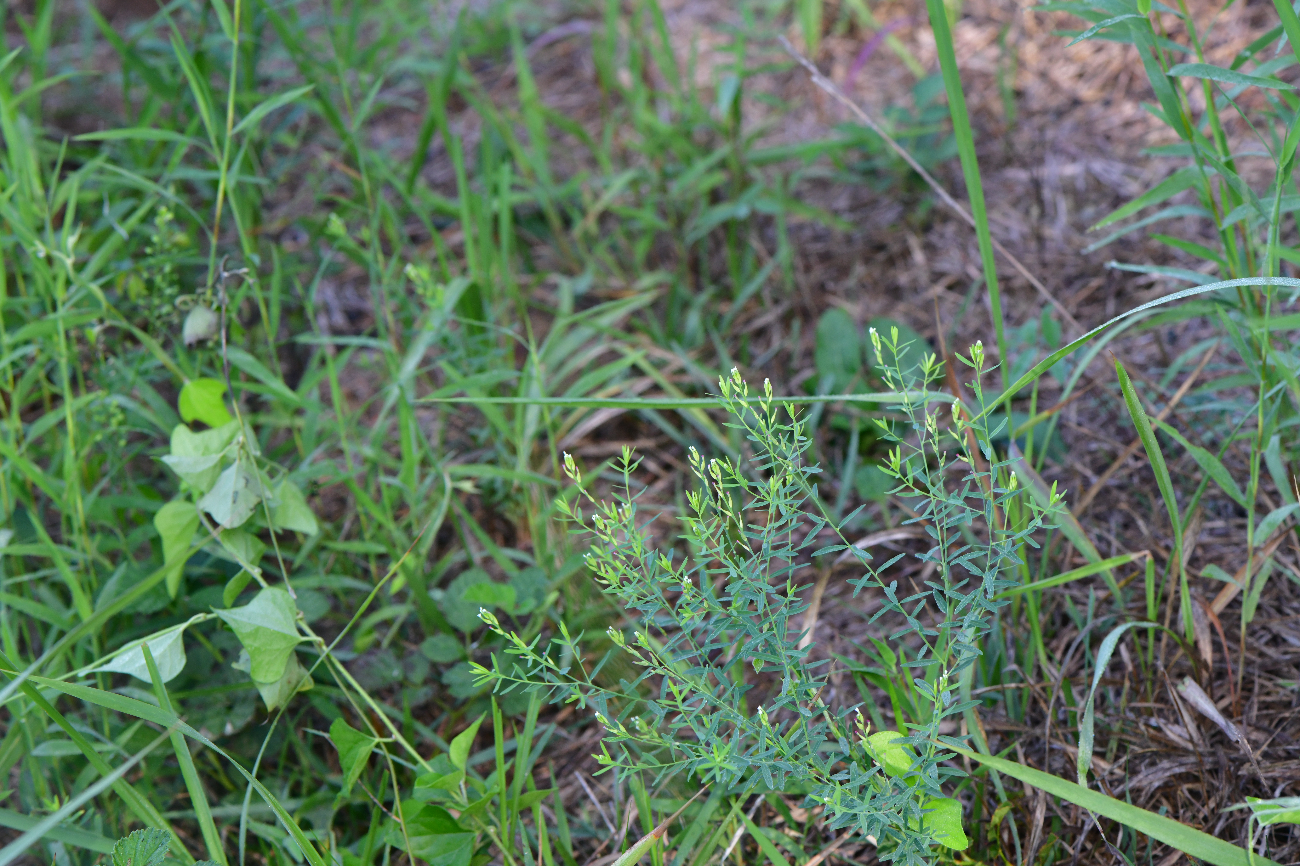 DSC_2712.JPG