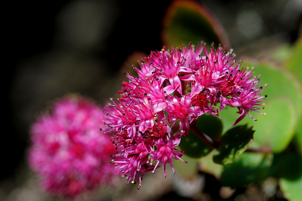 DSC_9135.jpg