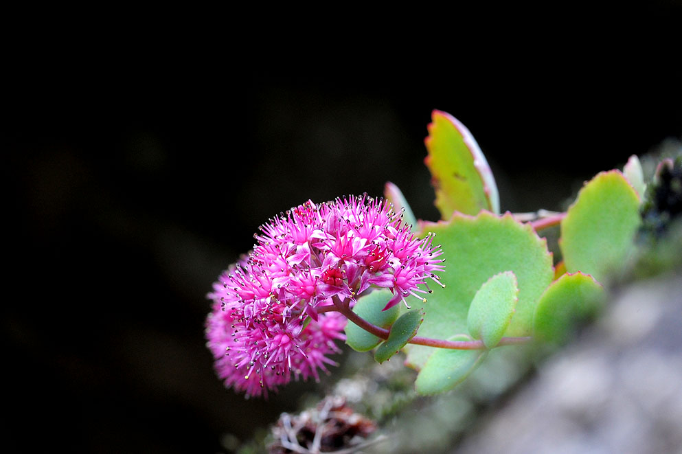 DSC_8502.jpg