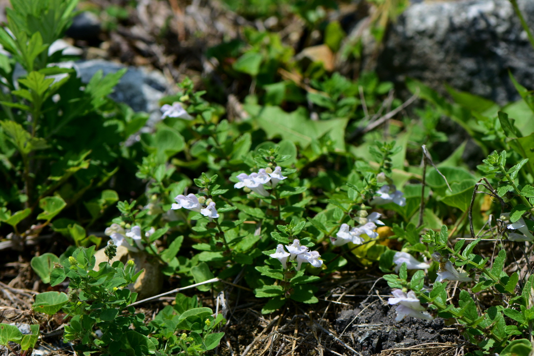 DSC_5797.JPG