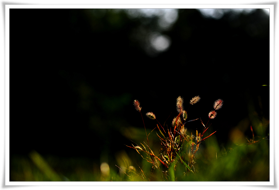 DSC_4337-1.jpg