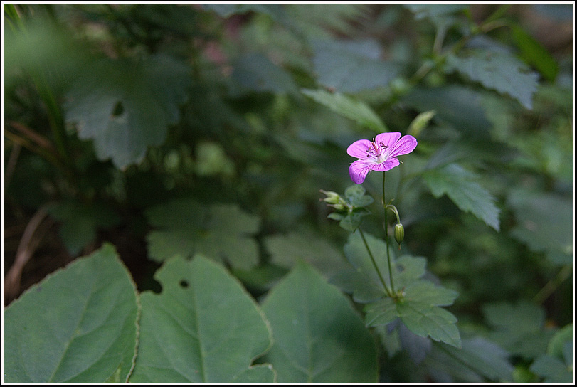 C_4-둥근이질풀2010.jpg