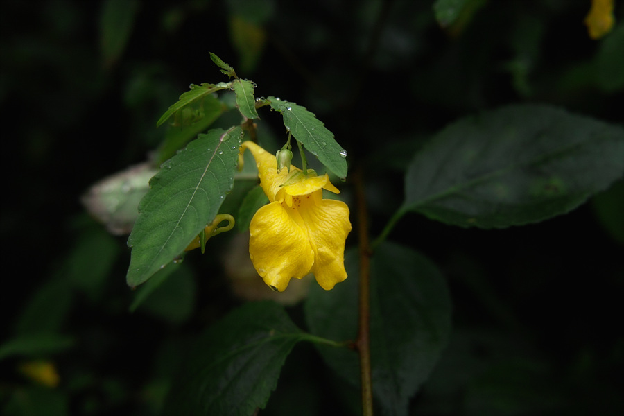 SDIM0016.jpg