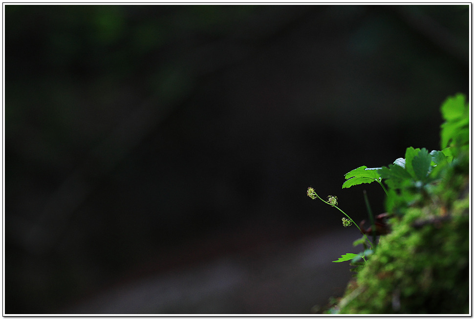 IMG_3442-1.jpg