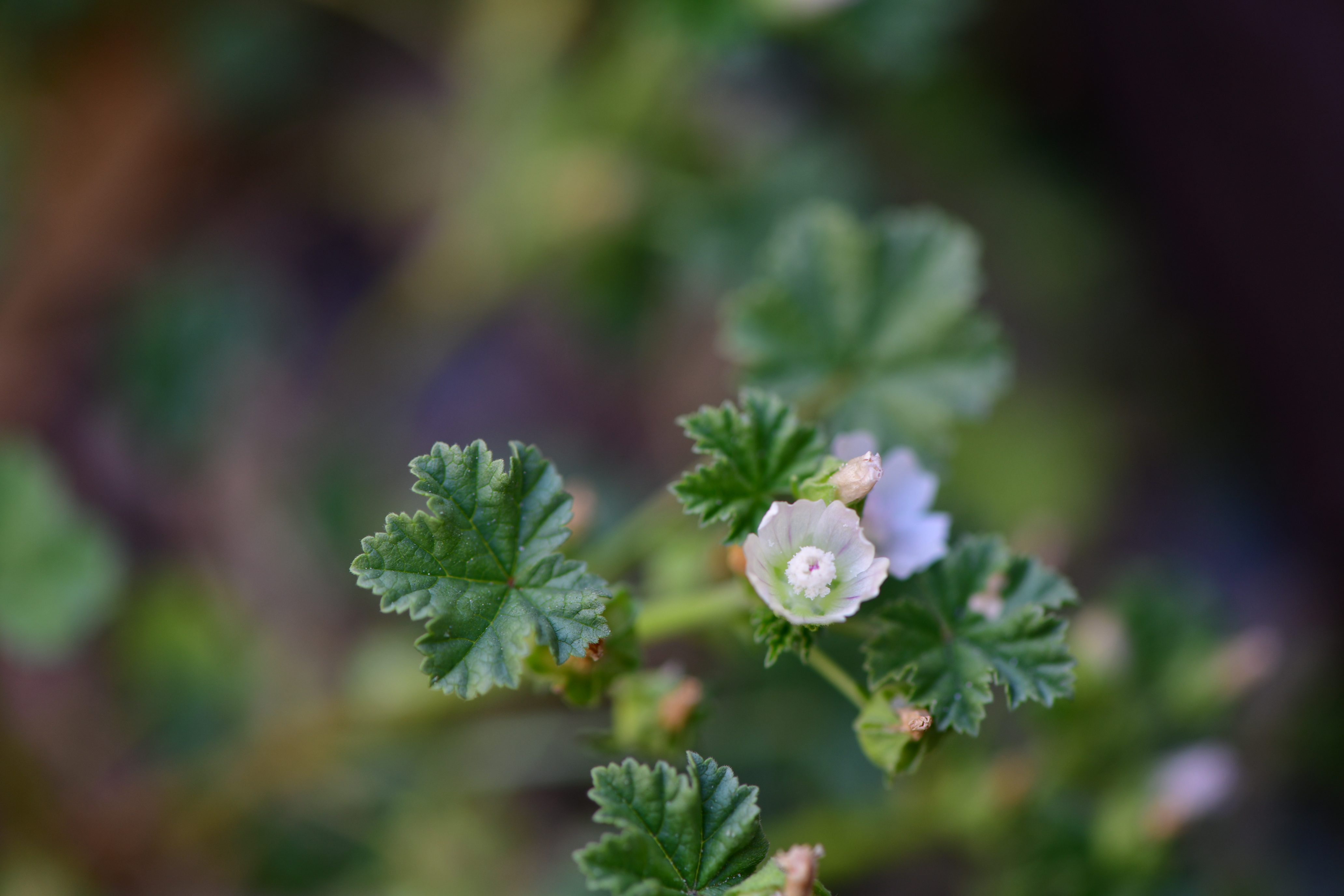 DSC_1696.JPG