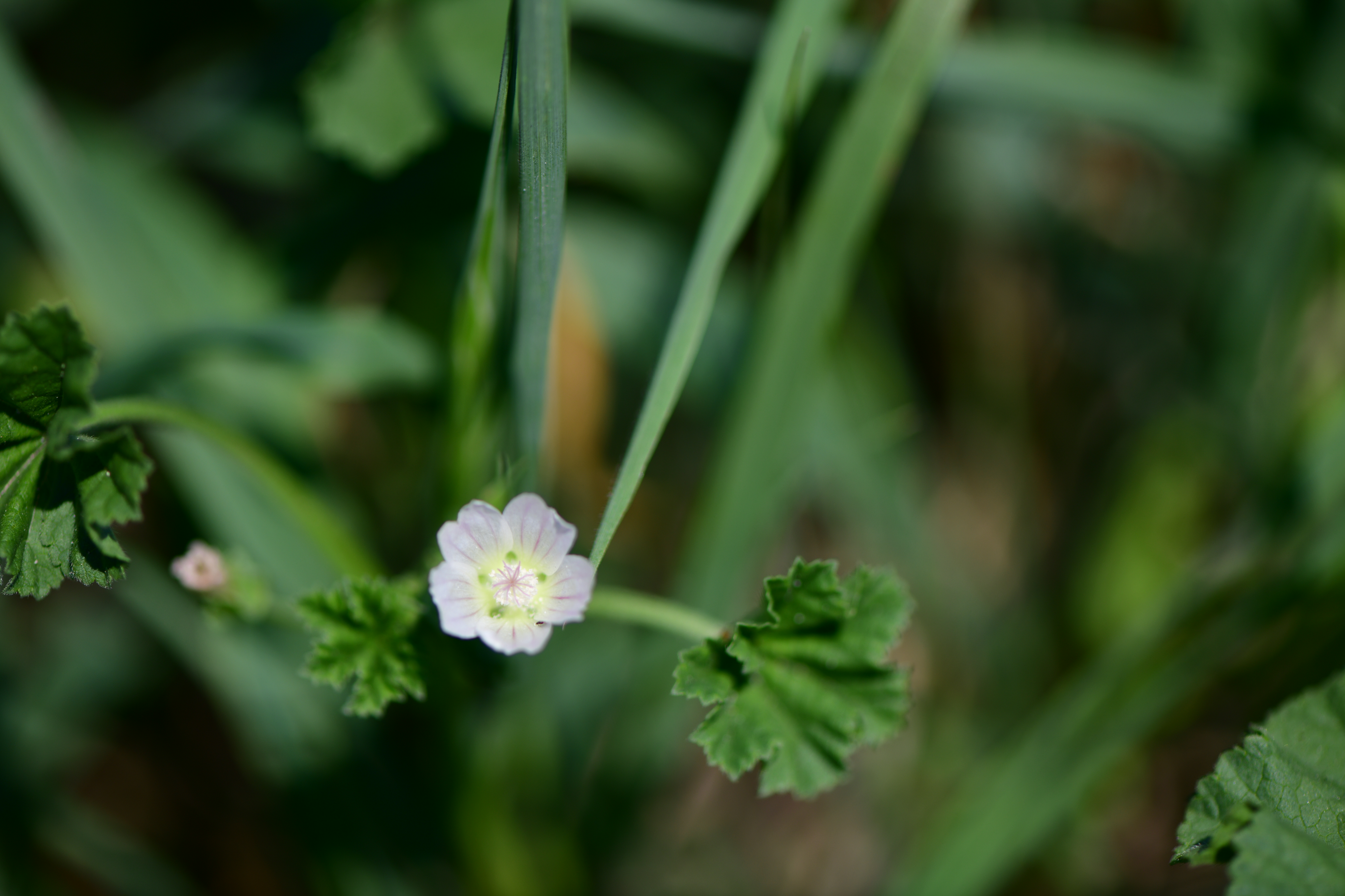 DSC_1686.JPG