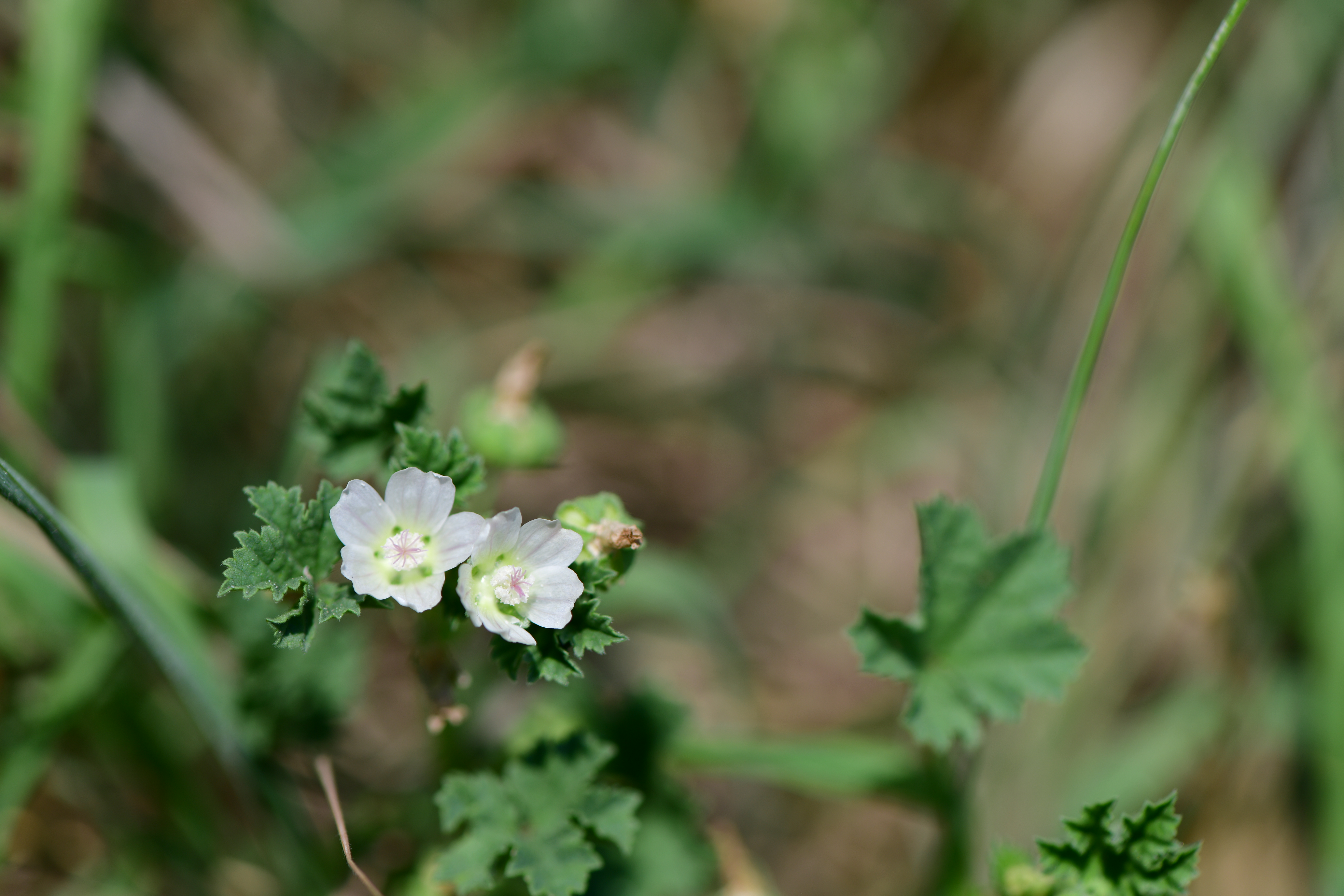 DSC_1738.JPG
