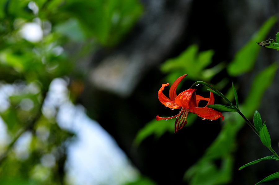 DSC_3674_01.JPG