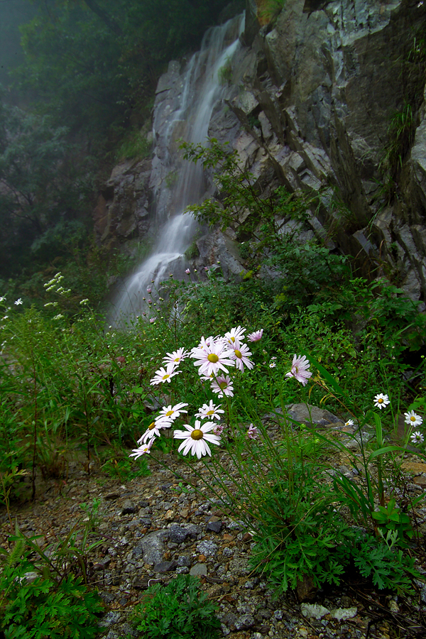 구절초G2K43673.jpg