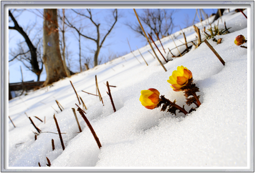 설중복수초DSC_9133.JPG