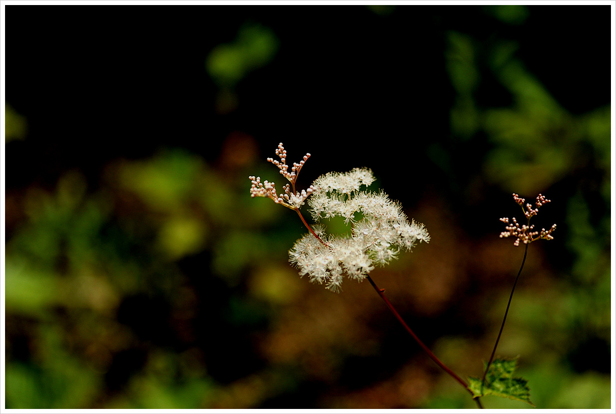 DSC_0211.jpg