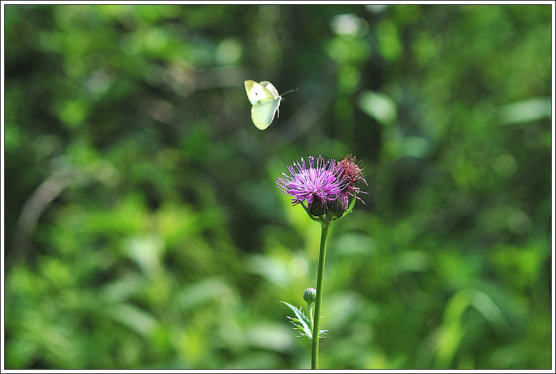 DSC_1644.jpg