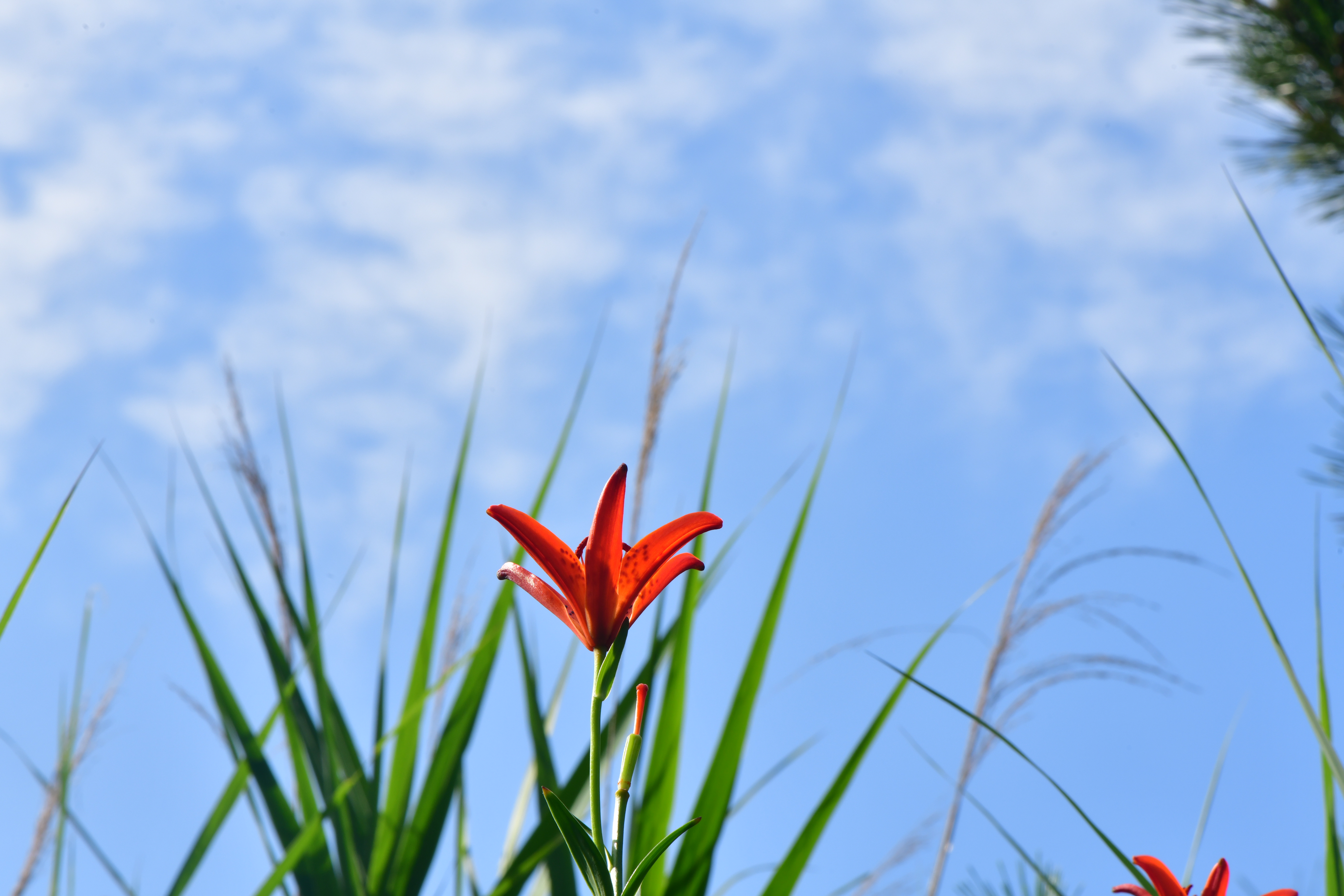DSC_3107.JPG