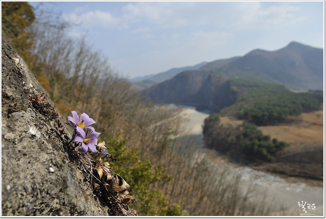 동강할미꽃20120328 2698.jpg