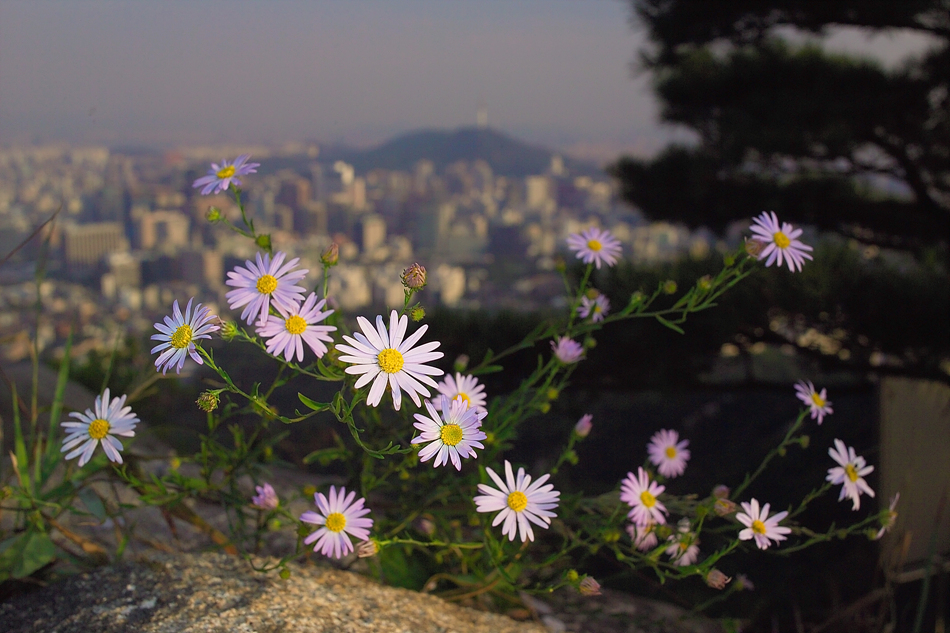 쑥부쟁이GR842890.jpg