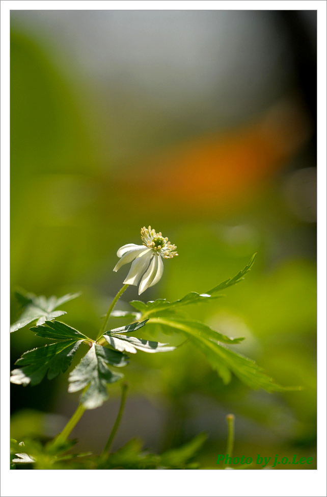 태백바람꽃7.jpg