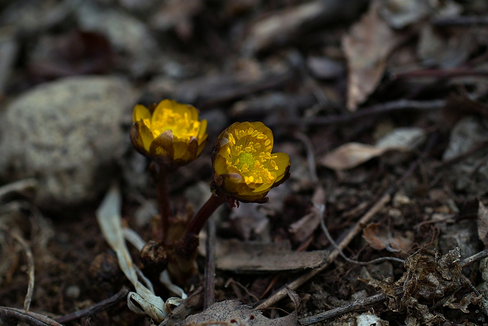 SDIM0008a.jpg