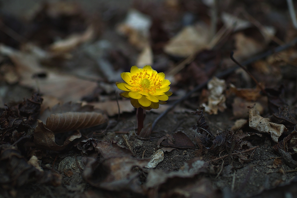 SDIM0036b.jpg