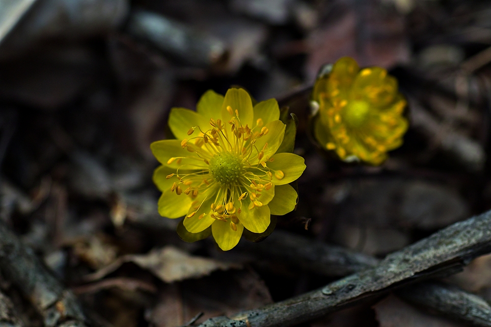 SDIM0041a.jpg