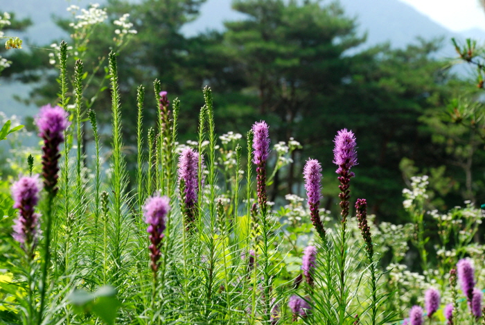 꾸미기_Liatris_0011.JPG