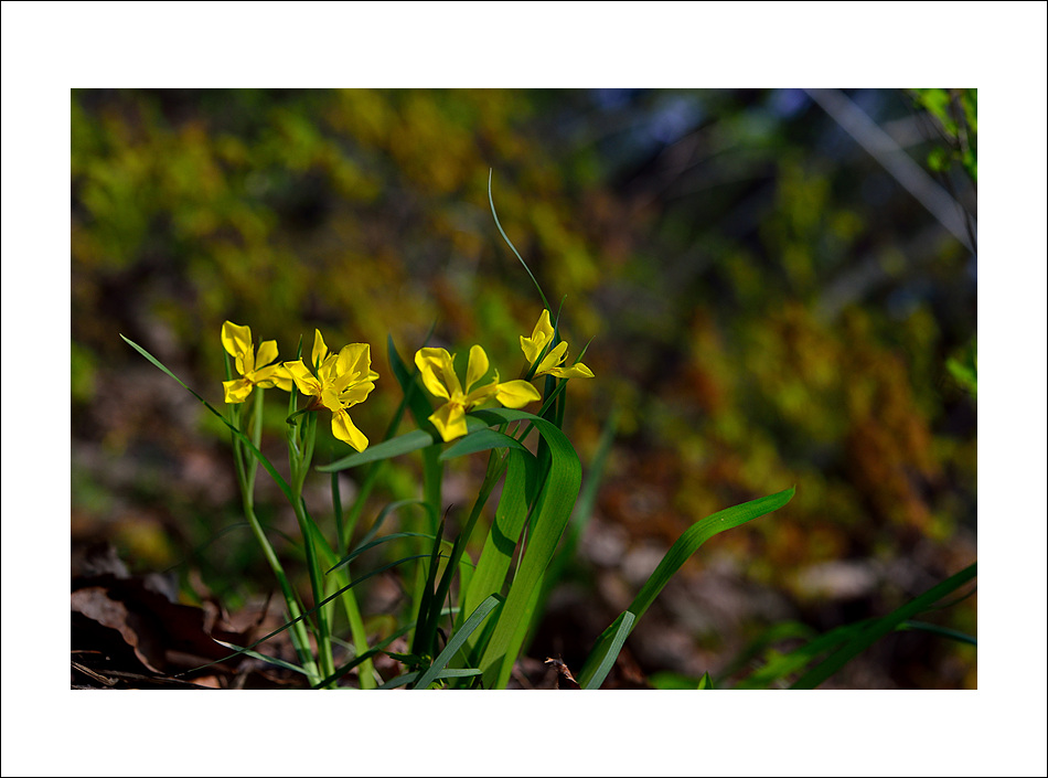 DSC_7050.jpg