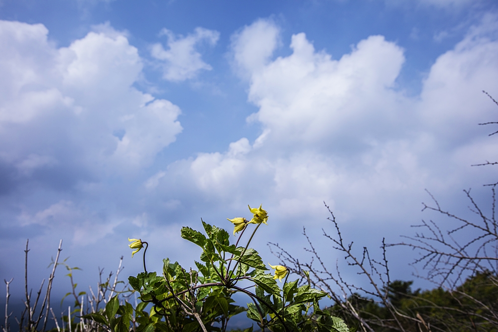 세잎종덩굴02.jpg