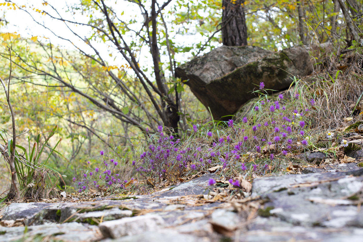 DSC_0934.jpg