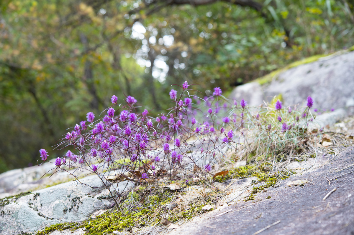 DSC_0910.jpg