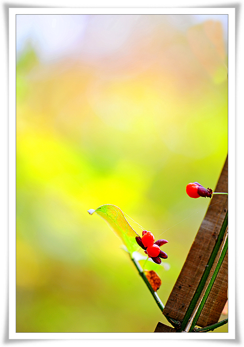 DSC_8111-1.jpg