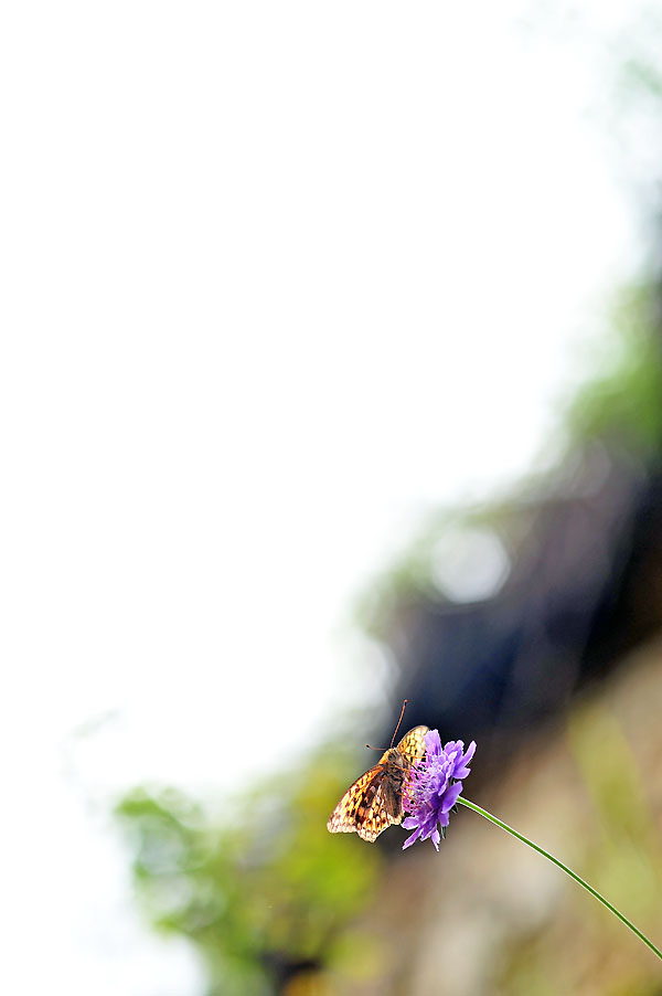20120816_0165-1.jpg