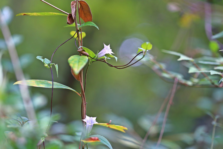 덩굴용담_6373.jpg