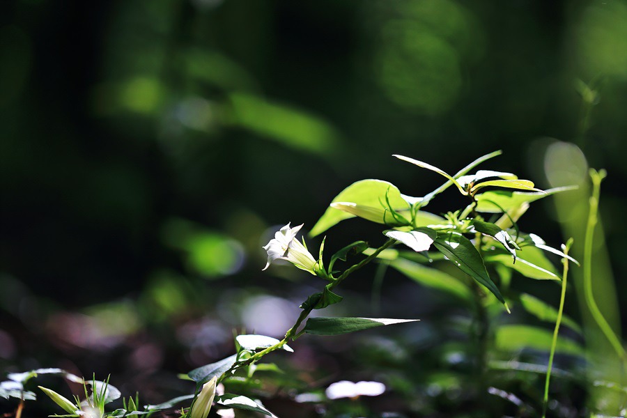 덩굴용담_6384.jpg