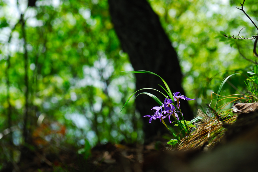 DSC_8780-1.jpg