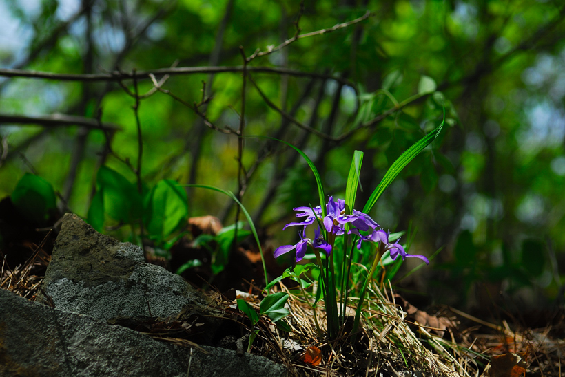 DSC_8777-1.jpg