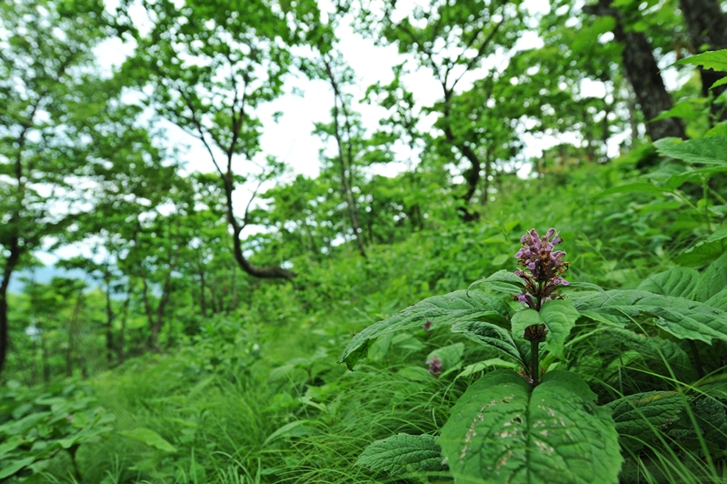 DSC_8665.JPG